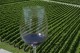 Argentina e Chile se unem na criação da “maior rota do vinho do mundo”