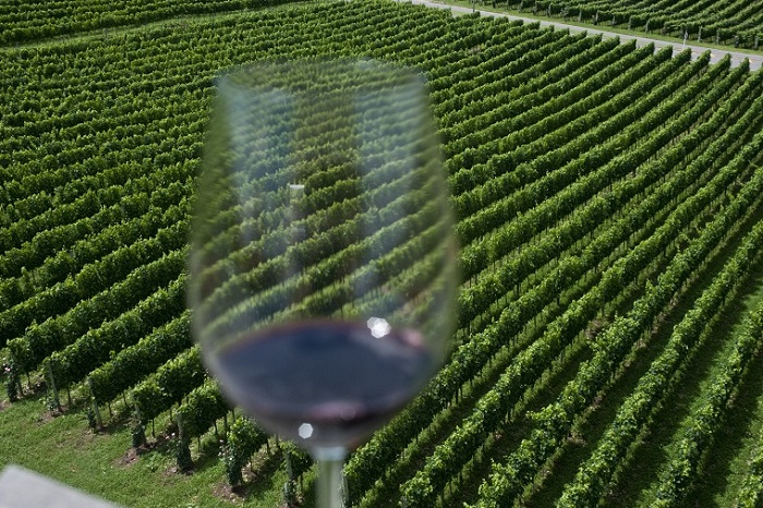 Plantação de uvas na Vinícola Miolo, em Bento Gonçalves (Foto: Embratur)