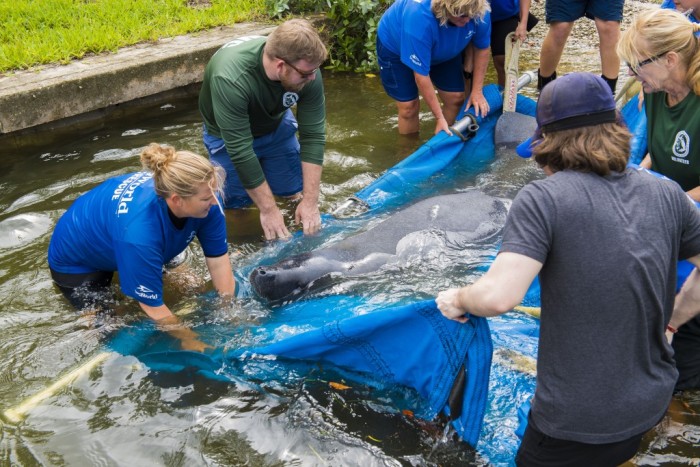 SeaWorld atinge marca de 30 mil animais resgatados desde a fundação Equipe do SeaWorld durante o resgata de um animal marinho (Foto: Divulgação)