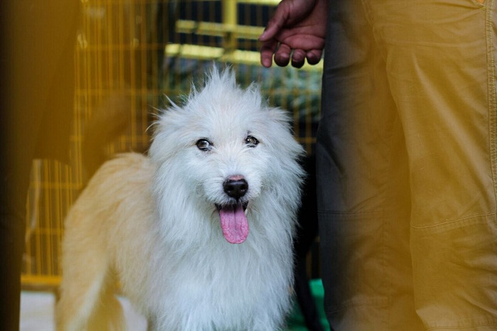 Hotel Ibis promoverá adoção de animais na Avenida Paulista Os animais abandonados, recolhidos pela ONG Ampara Animal, poderão ter um novo dono e lar (Foto: Divulgação)