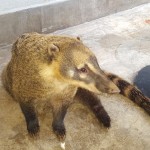 Agentes tiveram a chance de alimentar animais como o quati