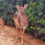 Animais ficam em espaço aberto convivendo entre si