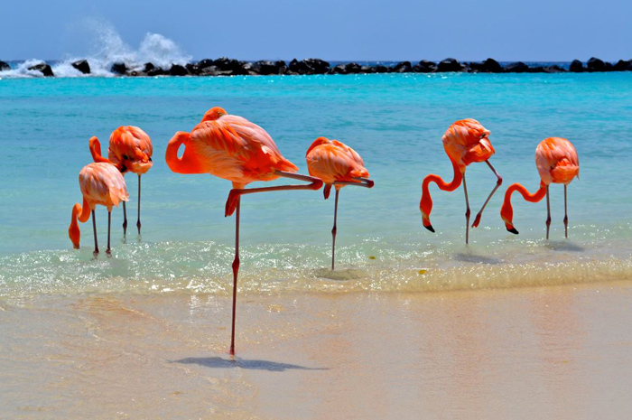 Aruba reabre para turistas no dia 1° de julho 1 Agenda conta com paradas em Brasília, entre 5 e 7 de junho e de 7 ao 9, no Rio de Janeiro.