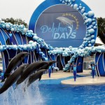 Dolphin Days