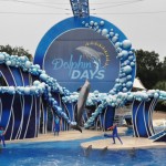 Dolphin Days é o noso show do SwaWorld Orlando