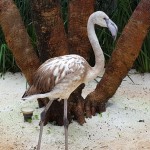 Flamingo recém trazido para o ZooFoz