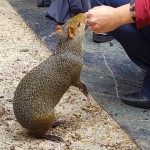 Os agentes puderam interagir com os animais de Eduardo Foz durante o encontro