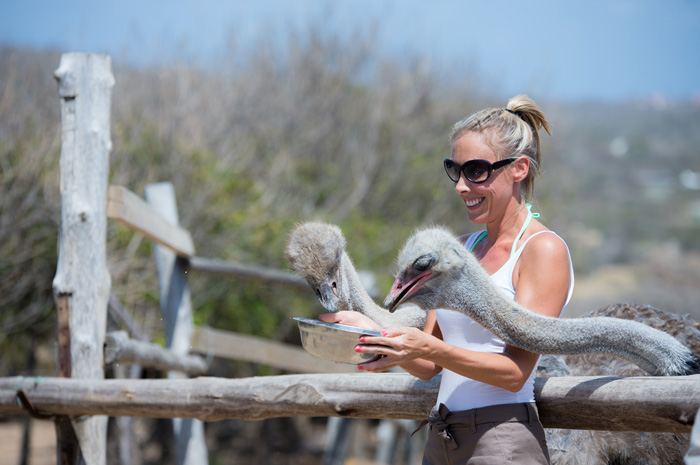10 dicas para aproveitar Aruba em família Ostrich Farm Visitor Feeding the Ostrich v2