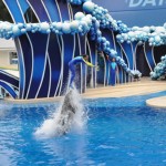 Treinador e golfinho nadando juntos