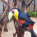 Tucano em uma árvore no quintal de Eduardo Foz