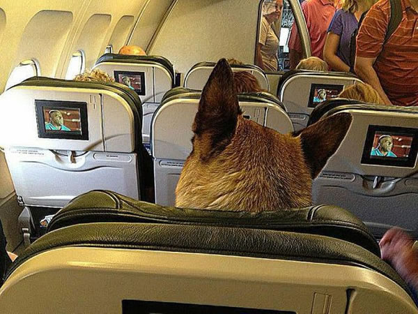 pet travel on korean airline