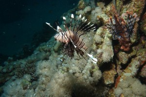 lionfish-1263678_1280