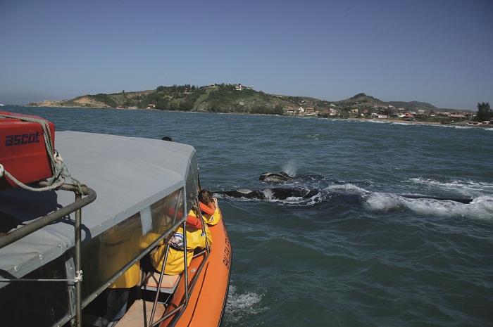 Tem início a temporada da Baleia Franca em Santa Catarina 1 A passagem das baleias francas no litoral catarinense ajuda a fomentar diversos setores da economia local
