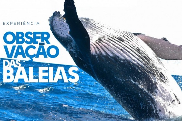 La Torre Resort oferece passeio de observação de baleias; veja O passeio custa R$ 165 para crianças a partir de três anos e R$ 220 para adultos