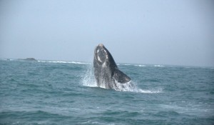 Parlamentares de SC exigem retorno da observação embarcada de baleias