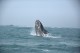 Parlamentares de SC exigem retorno da observação embarcada de baleias
