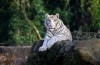 Beto Carrero World traz tigres brancos para o zoo do parque