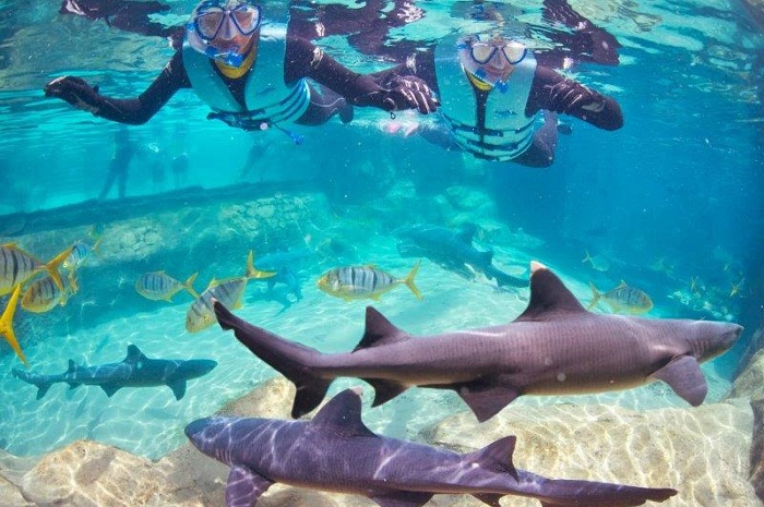 Nado com tubarões é nova experiência do Discovery Cove As novidades vão de encontro com o foco do parque em preservar as espécies marinhas através da interação com as pessoas