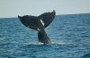 Primeiras baleias-franca chegam ao litoral catarinense nesse fim de semana