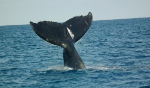Primeiras baleias-franca chegam ao litoral catarinense nesse fim de semana