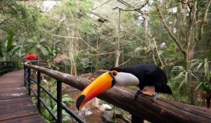 Parque das Aves tem recorde de visitação