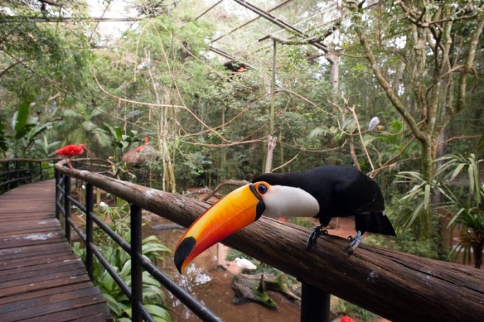 Parque das Aves tem recorde de visitação O local fica aberto todos os dias, das 8h30 às 17h, com ingressos a partir de R$ 40 por pessoa (Foto: Divulgação)