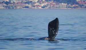Temporada de baleias aquece turismo e economia do Uruguai
