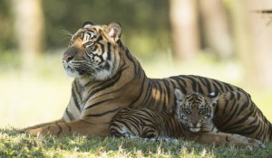 Animal Kingdom dá boas-vindas a filhotes de tigre-de-sumatra