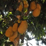A região da mata sul do interior de Pernambuco conta com árvores frutíferas