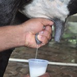 Tirar o leite das vacas para o próprio café da manhã é prática comum na vida interiorana