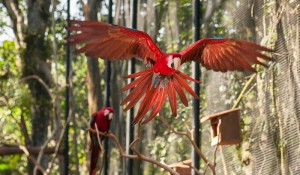Parque das Aves oferece interação do público com araras