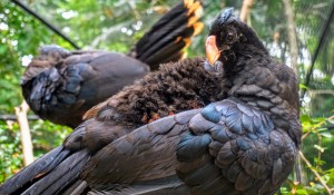 Com ave rara, Parque das Aves estreia novo espaço nesta segunda (29)