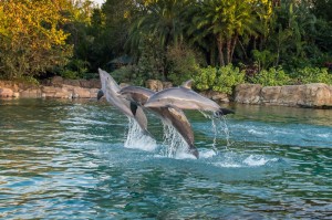 Dolphin Presentation cópia