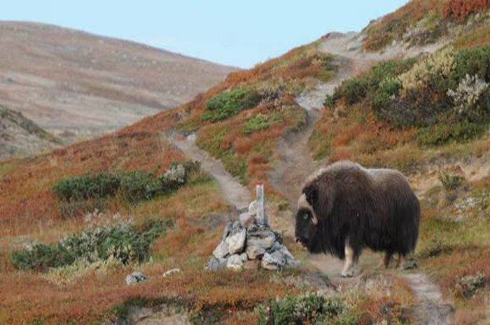 Descubra 5 diferentes tipos de safáris para fazer na Noruega Safári para observação do Musk Ox (Boi-almiscarado)