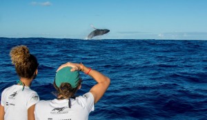 Juiz do TRF-4 libera observação de baleias francas em Santa Catarina
