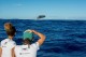 Observação de baleias deve atrair 15 mil turistas ao litoral baiano