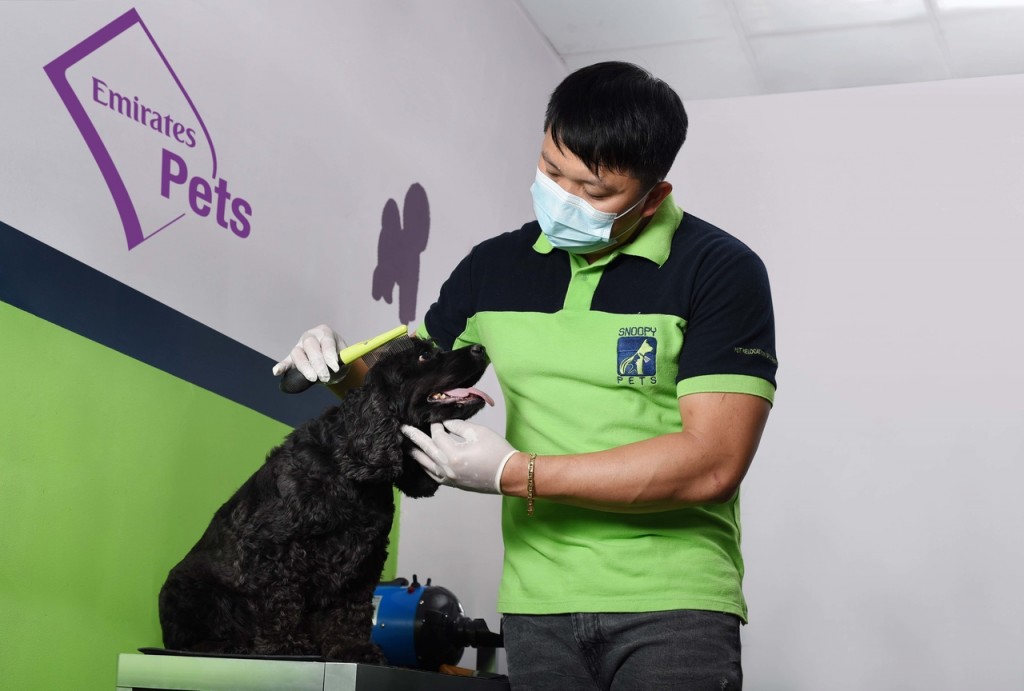 Emirates Pets é o novo produto de transporte aéreo para animais domésticos 2 050a02012c3d6483f525a94604fc9717