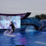 Show da Shamu no SeaWorld Show da Shamu no SeaWorld