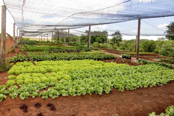 Mavsa Resort inaugura horta orgânica com 3 mil metros quadrados 1 Produção corresponde a 30% do que é servido no resort; a intenção é alcançar a totalidade do consumo