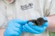 Busch Gardens Tampa Bay celebra o nascimento de três pinguins
