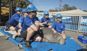 Peixe-boi de 329kg é resgatado na Flórida pela equipe do SeaWorld