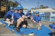 Peixe-boi de 329kg é resgatado na Flórida pela equipe do SeaWorld
