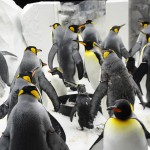 Cerca de 320 pinguins estão no SeaWorld e fazem a alegria dos visitantes
