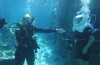 M&E mergulha e passeia pelo Discovery Cove em media fam do SeaWorld; fotos