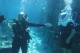 M&E mergulha e passeia pelo Discovery Cove em media fam do SeaWorld; fotos
