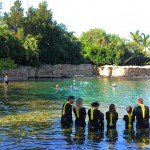 Para interação com golfinhos, Discovery Cove reúne visitantes em grupos