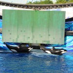 Show da Shamu é clássico e um verdadeiro sucesso do SeaWorld