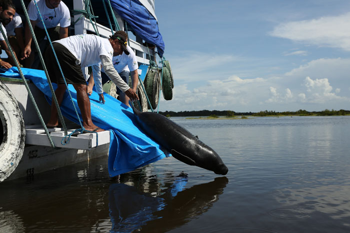Peixe boi e reintroduzido a natureza no lago do Trapinho localizado na Reserva de Desenvolvimento Sustentavel Piagacu-Purus, municipio de Anori. Ao todo foram 12 animais devolvidos a natureza, reabilitados pelo Projeto Mamiferos Aquaticos da Amazonia em parceria com a AMPA (Associacao Amigos do Peixe Boi) e Inpa (Instituto Nacional de Pesquisas da Amazonia). Apos a soltura os animais sao monitorados por telemetria pelos pesquisadores com apoio dos proprios ribeirinhos que antes cacavam o animal e hoje ajudam na conservacao da especie. O peixe boi e um dos animais mais ameaçados de extincao da Amazonia pois tem o homem como seu grande predador. REUTERS/Bruno Kelly.