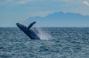 Observação de baleias movimenta turismo da costa brasileira