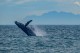 Observação de baleias movimenta turismo da costa brasileira